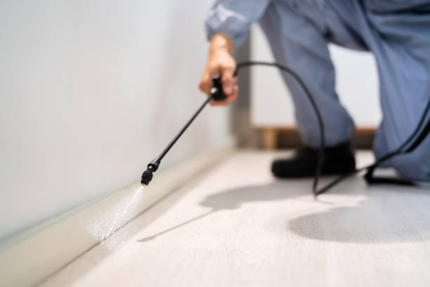 Licensed Wasp Removal service in Burlington, WI - Show Me Pest Control